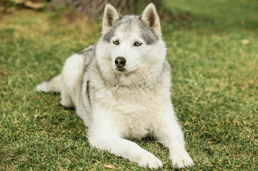 Estas son las razas de perros a las que no debería cortarles el pelo