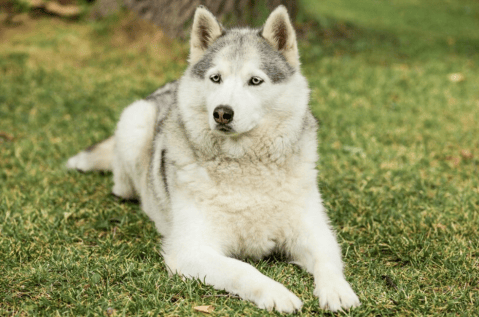 Husky frustra intento de su dueña por grabar su escape y se roba el celular