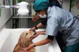 ¿Cada cuánto debe bañar a su perro?: esto dicen expertos según su raza, actividad y salud
