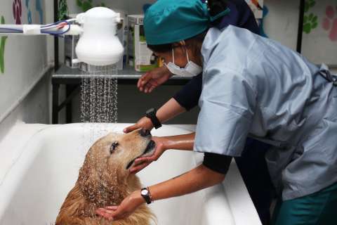 ¿Cada cuánto debe bañar a su perro?: esto dicen expertos según su raza, actividad y salud