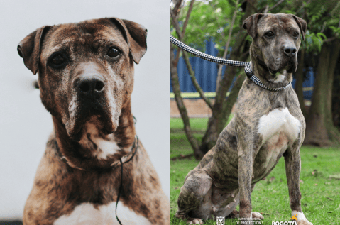 ¿Hasta cuándo tendrá que esperar?: Astra lleva seis años buscando hogar en Bogotá