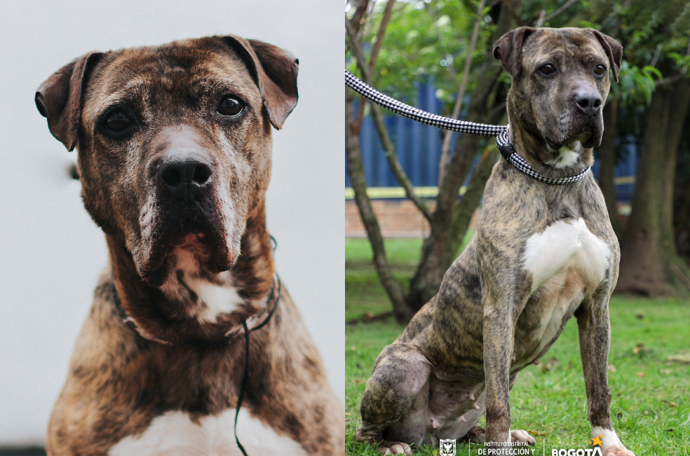 ¿Cuánto más tendrá que esperar?: Astra lleva seis años buscando hogar en Bogotá