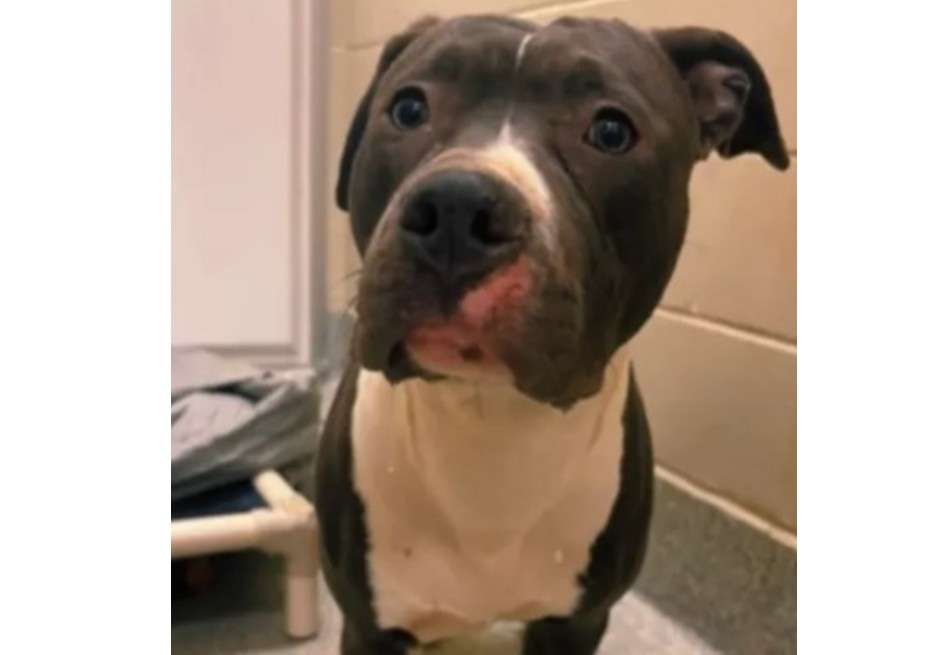 Aunque Blue pasó esta Navidad en el refugio, los voluntarios y el personal del Providence Animal Center esperan que el próximo año sea diferente para él.