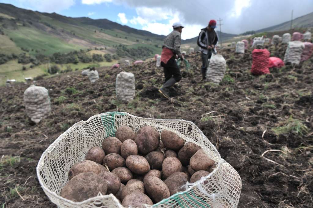 Cultivo y recolección de papa al sur de Bogotá.