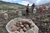 ¿De dónde vienen las papas? Probablemente de un tomate