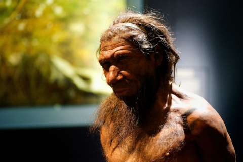 Científicos cultivarán "mini-cerebros" a partir del ADN de un Neandertal