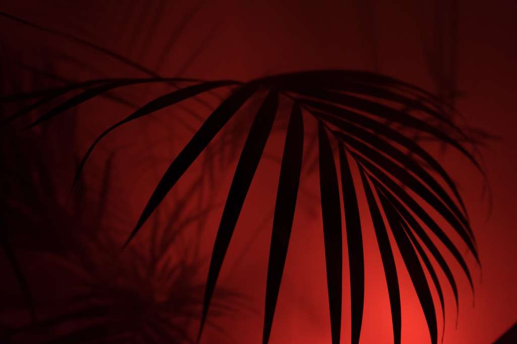 Imagen de una planta durante la noche, iluminada por una luz artificial roja.