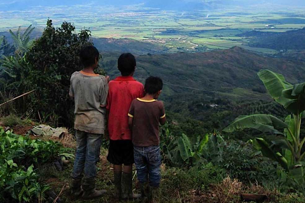 Desde el Valle del Cauca, pequeños emberas miran los cafetales que se han convertido en incentivo para su vida. / Cortesía Incoder