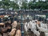La desinformación sobre las vacas que circula en una campaña de ganaderos