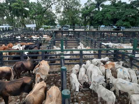 ICA emitió resolución para ayudar a frenar la ganadería dentro de áreas protegidas