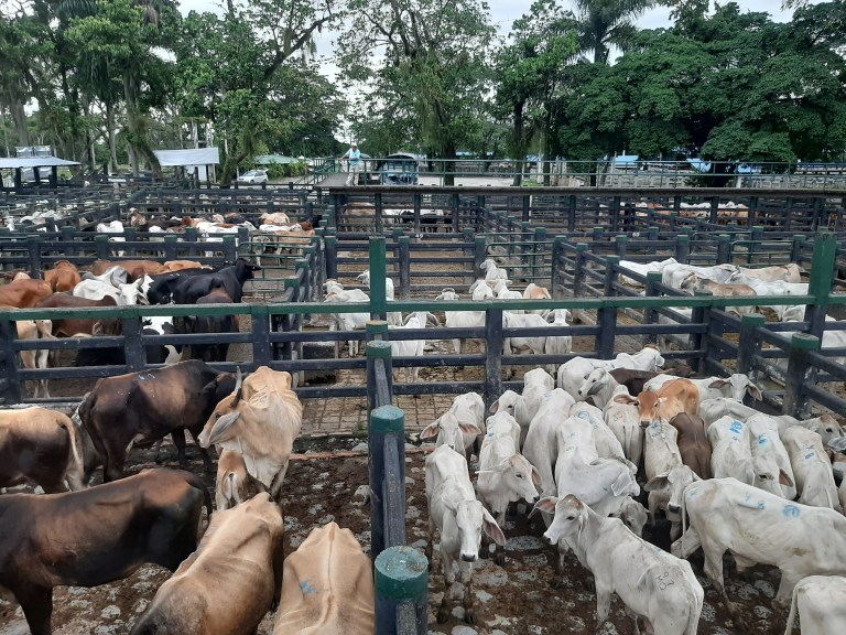 Exportaciones de carne de res colombiana que iban a Rusia irán hacia EE. UU.