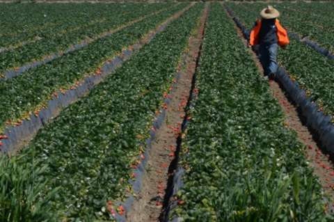 Monsanto y Supremo francés se enfrentan por intoxicación de agricultor