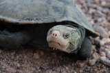 Esta tortuga estaba extinta, pero gracias al ADN ambiental la redescubrieron