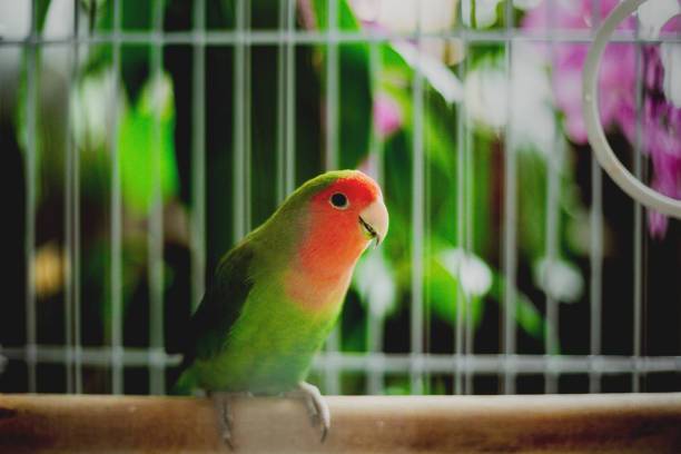 Los loros también pueden “balancearse” como los monos. Usan sus picos para hacerlo