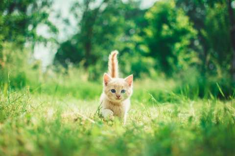 Las 10 razas de gatos más populares del mundo