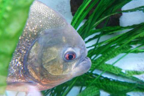 El plástico ya llegó al estómago de los peces del amazonas
