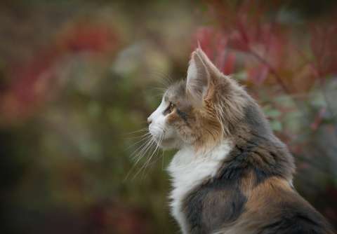 ¿Cuáles son las razas de gatos más inteligentes?