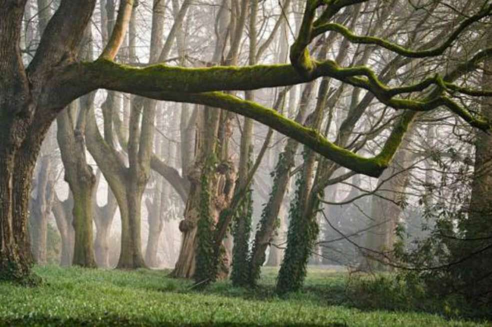 De este bosque, explican los científicos, esperan obtener información sobre el vínculo entre esos ecosistemas y el cambio climático. / Pixabay