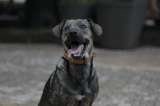 Buscan héroes que quieran ayudar o rescatar a perros y gatos en Bogotá