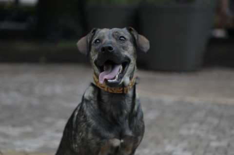 Buscan héroes que quieran ayudar o rescatar a perros y gatos en Bogotá