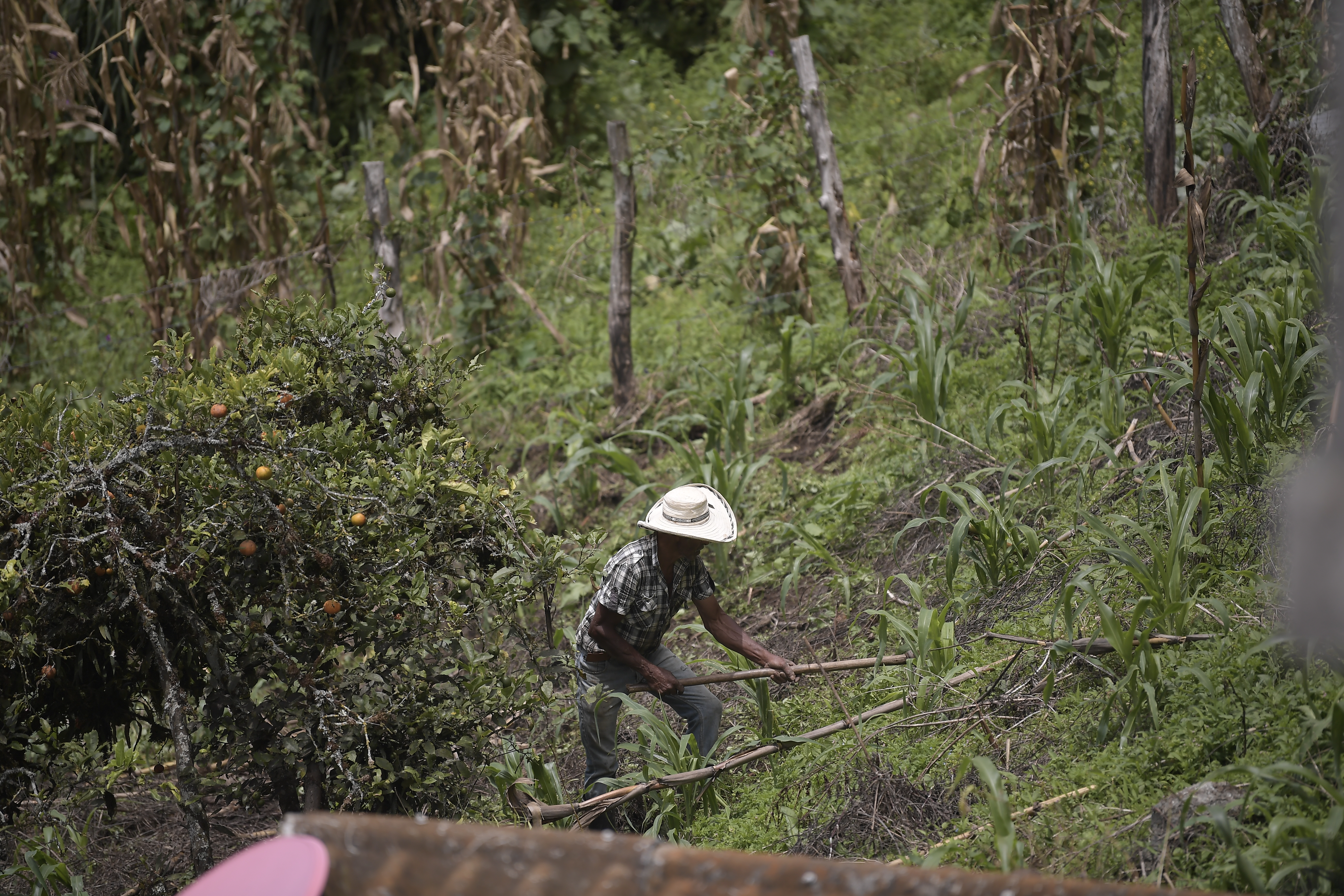 Finca cafetera ubicada en este municipio.
