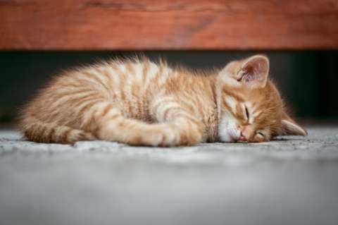 ¿Por qué mi gato me despierta y no me deja dormir?