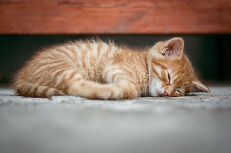 Ante el dolor de los animales: ¿Por qué nos deprime verlos heridos o abandonados?