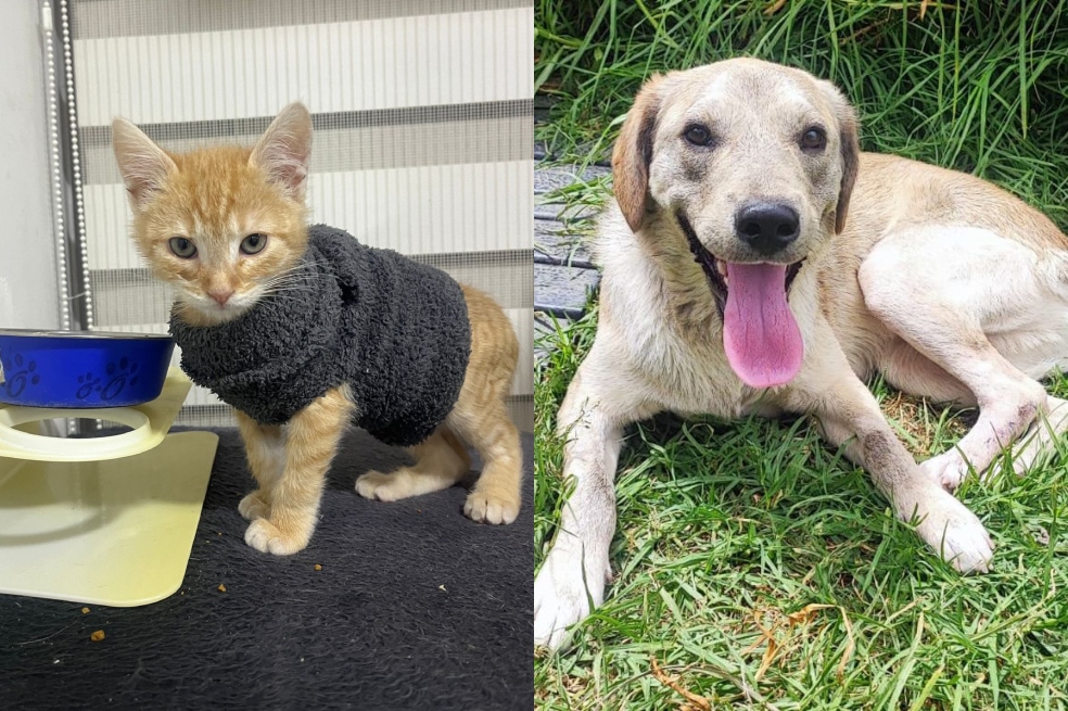 Todos los animales están esterilizados, desparasitados y con el esquema de vacunación al día.