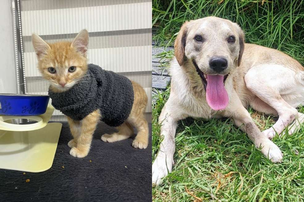 Todos los animales están esterilizados, desparasitados y con el esquema de vacunación al día.