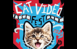 Así es el festival de cine que muestra videos graciosos de gatos para apoyar refugios