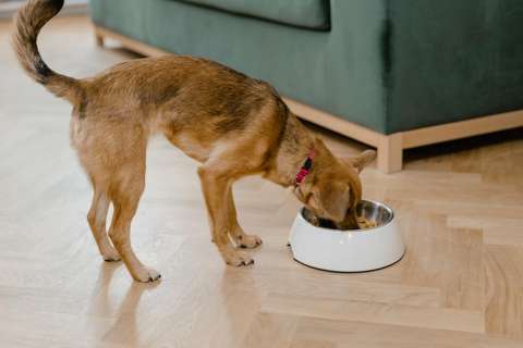 Tortilla o trozo de pan podrían ayudar a salvar a su mascota en caso de envenenamiento