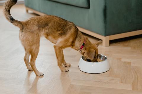 Tortilla o trozo de pan podrían ayudar a salvar a su mascota en caso de envenenamiento