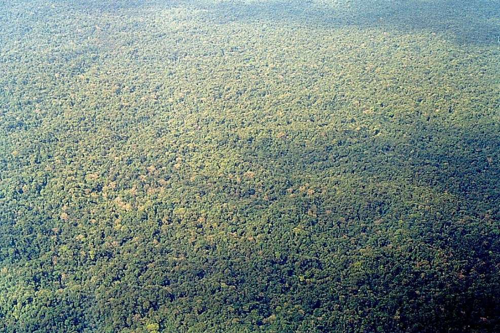 Dosel de la selva del Chocó. / Andres Cuervo - Flickr