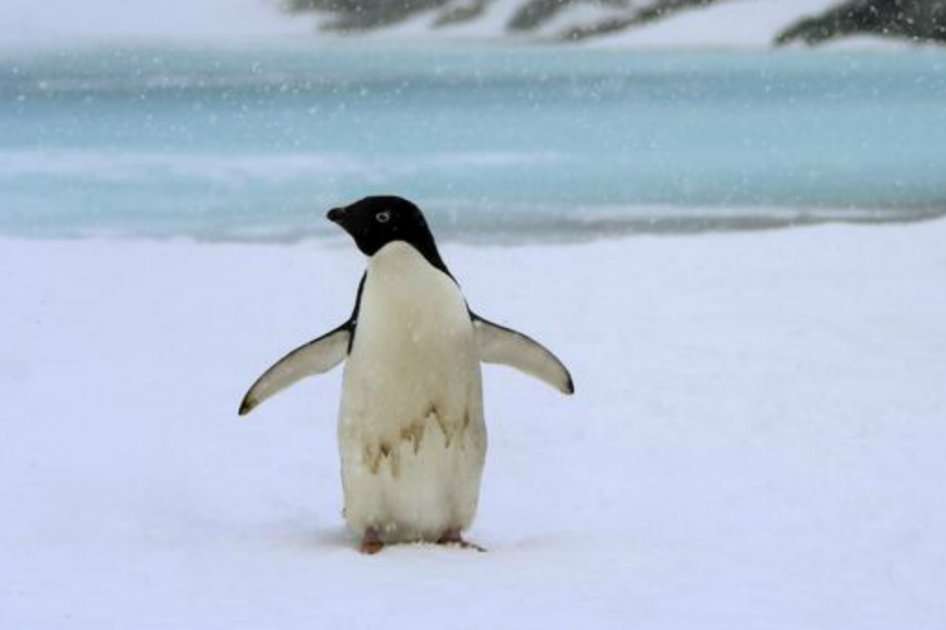 Más de 750 mil parejas de pingüinos fueron halladas en los islotes. / Agencia Sinc - Michael Polito © Louisiana State University