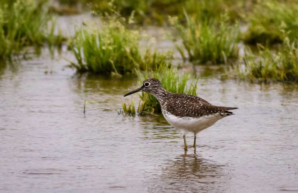 Solidary sandpiper - by Kent Mason.JPG