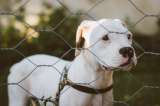 Así afecta la pólvora a los refugios y albergues que cuidan animales en Colombia