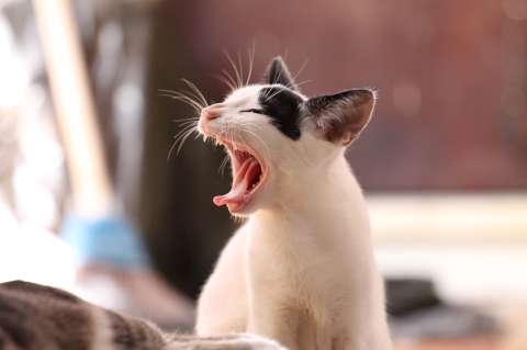 ¿Por qué mi gato me muerde de la nada?