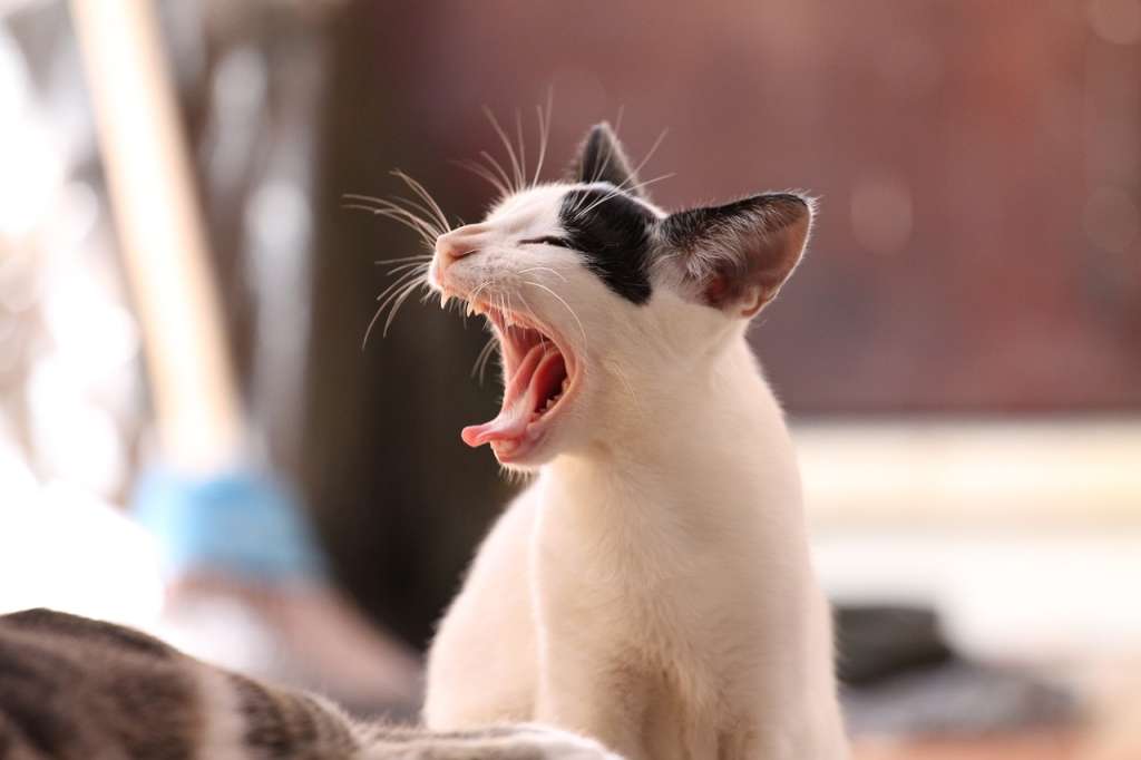 La etología felina revela las razones médicas y de comportamiento que explican esta reacción y cómo identificar las señales previas.