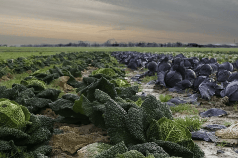83.000 nuevos empleos en el sector agroindustrial se han creado en el 2018
