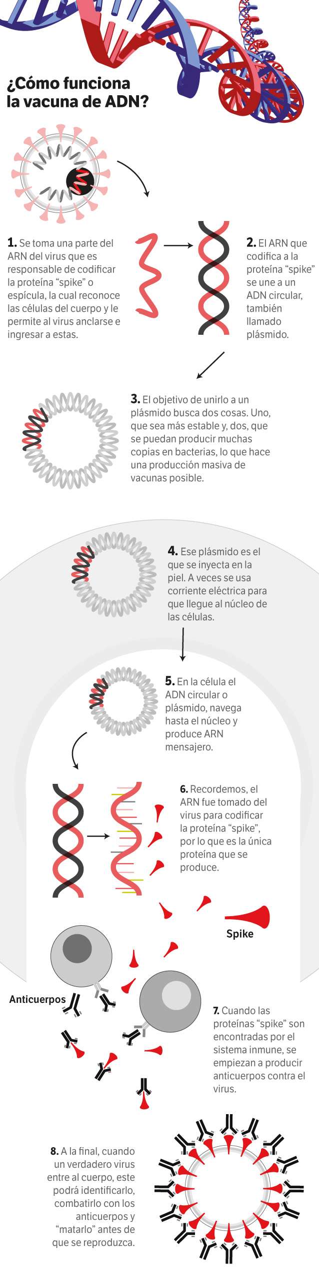 Vacunas de ADN