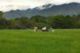 Gobierno autoriza importación de 250.000 toneladas de arroz