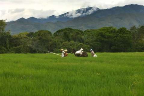 Gobierno autoriza importación de 250.000 toneladas de arroz