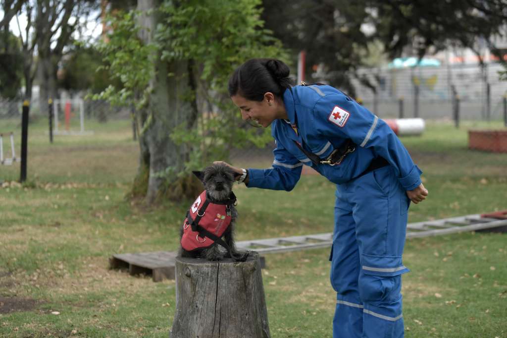 Perros de apoyo psicosocial: así ayudan a las víctimas de eventos traumáticos