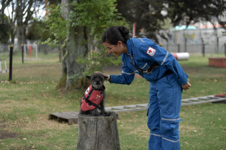 Perros de apoyo psicosocial: así ayudan a las víctimas de eventos traumáticos