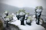 Anulan concesión minera que abarcaba zonas de la reserva forestal El Cocuy