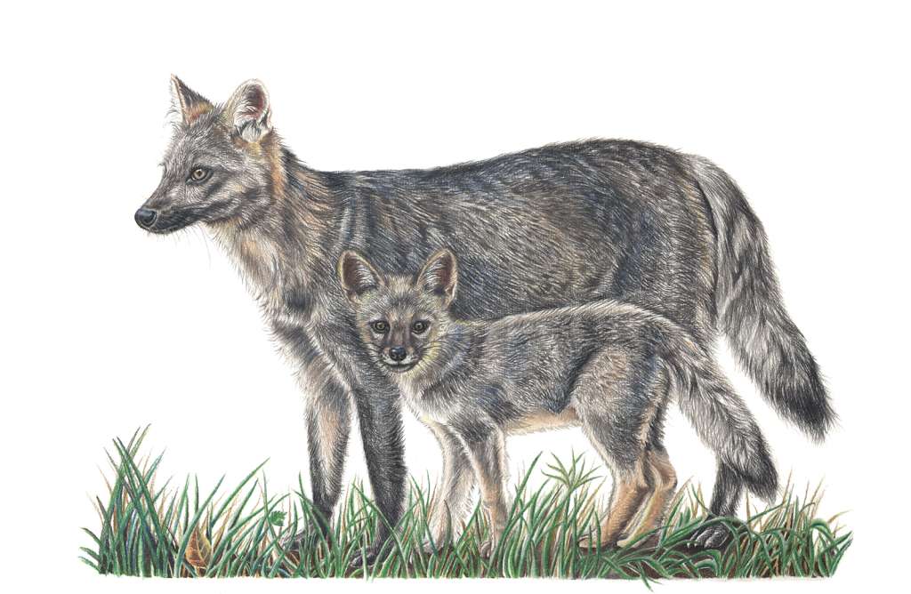 Esta ilustración de una familia de zorros cangrejeros (Cerdocyon thous), se instaló en la entrada del a reserva Santuario Norte en Chía. Se volvió icónica en la comunidad y con la venta de sus reproducciones se lograron sembrar cientos de árboles.