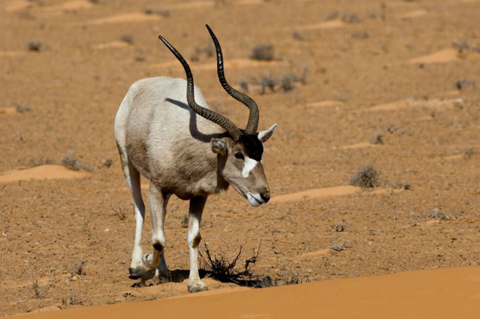 El addax es una especie amenazada que, actualmente, habita la reserva. / ONG Noé