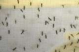 Dengue, una batalla eterna