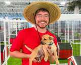 Video: Mr Beast rescató a 100 perros abandonados y los dio en adopción