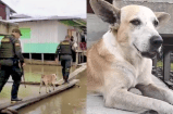 El Chocó tiene un héroe de cuatro patas: conozca a Mocho y su valiente labor
